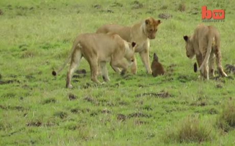 Şêr ji ber mişkê direve!