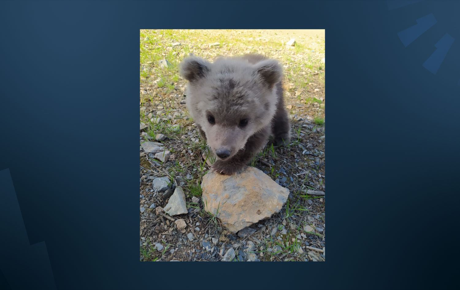 Li Çelê dîtina têjika hirçekê