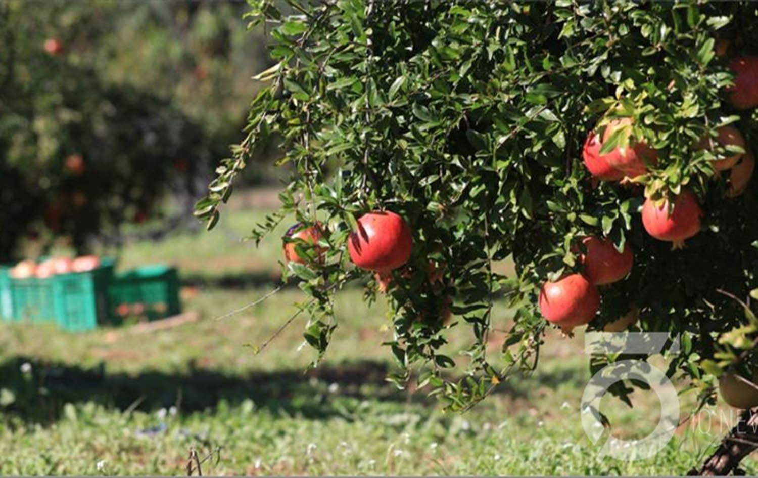 قایمقامی شارەبان: بەرهەمی کشتوکاڵی سفرە