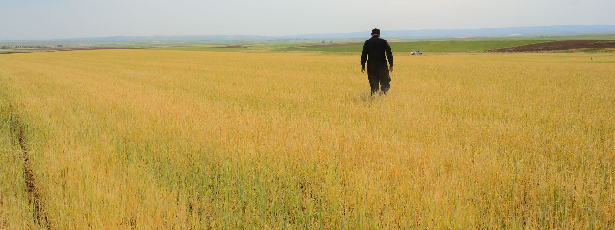 Erbil’de kuraklık nedeniyle ekinler kuruma tehlikesi ile karşı karşıya