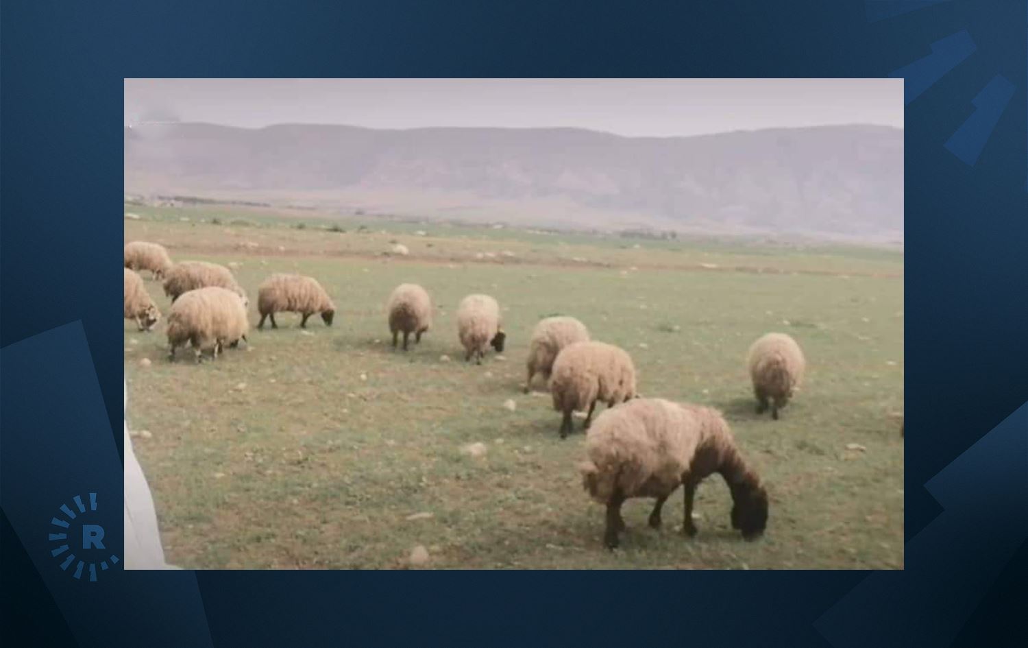 مەڕدارێک لە رێگەی فەیسبووکەوە سۆراخی مەڕ و بەرخە دزراوەکانی دەکات
