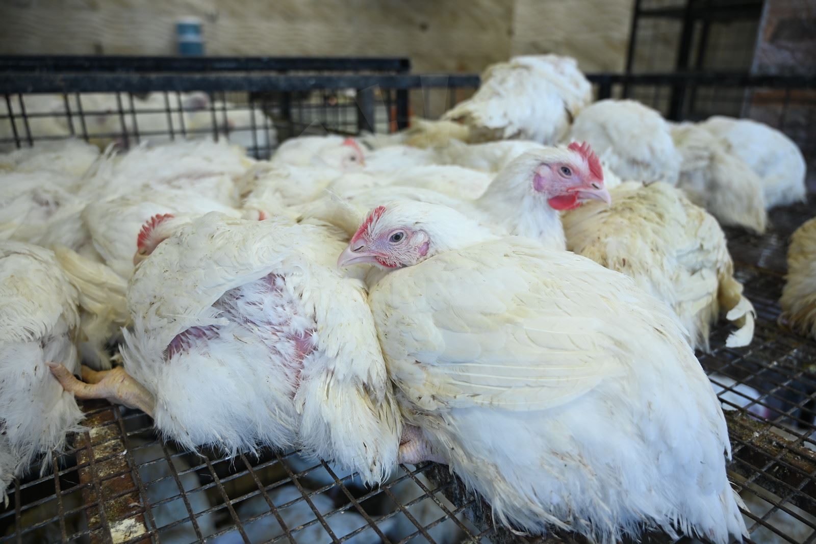 Organîzmaya genetîka wê hatî guhertin bi fermî hat erêkirin