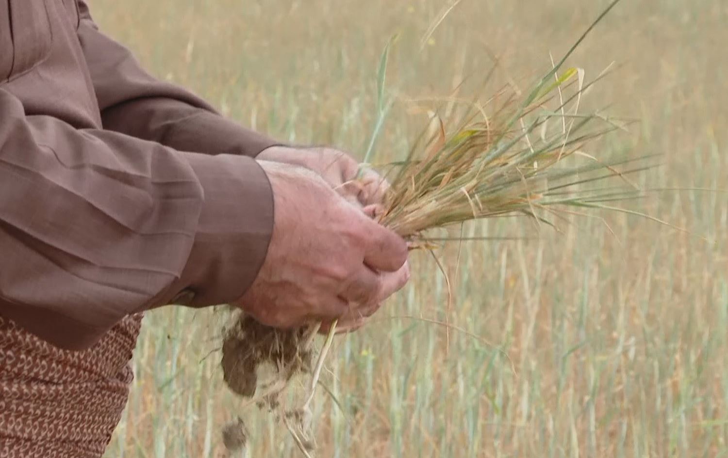 کشتوکاڵی دهۆک: 80٪ـی بەرهەمی جووتیارانی سێمێل بۆ ئەمساڵ نادوورێتەوە