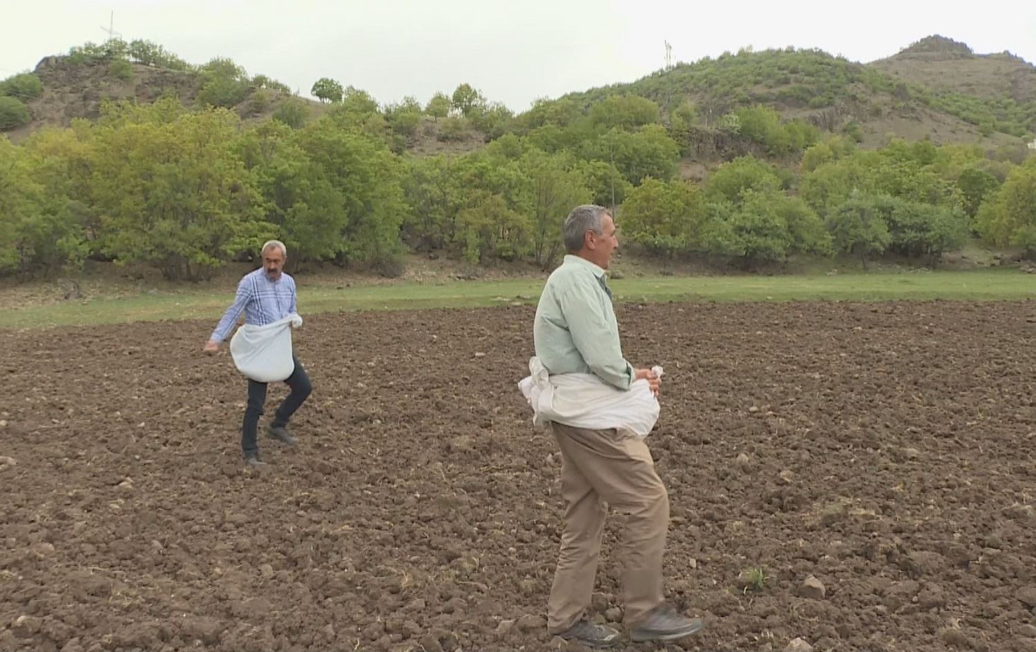 Li Dêrsimê tovên bav û kalan tên çandin