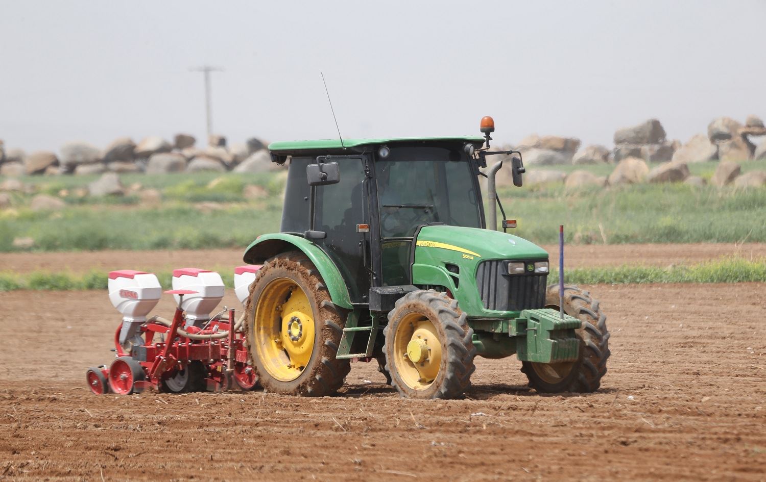 Li Rihayê çandiniya pembo dest pê kir
