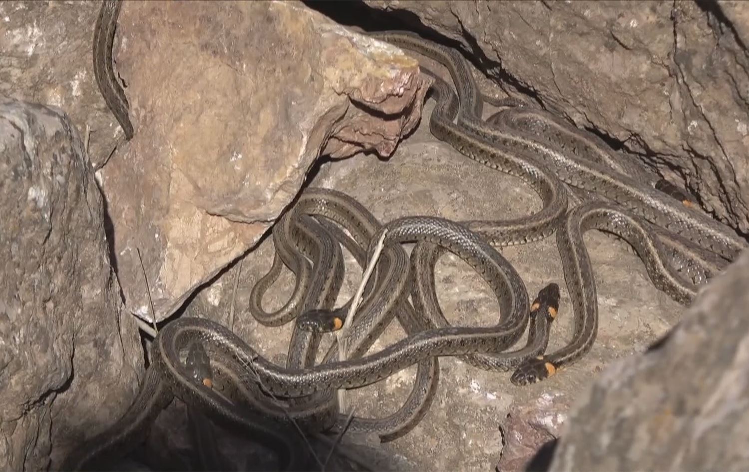 Derdora Gola Brêmê ji maran re bûye jîngeh