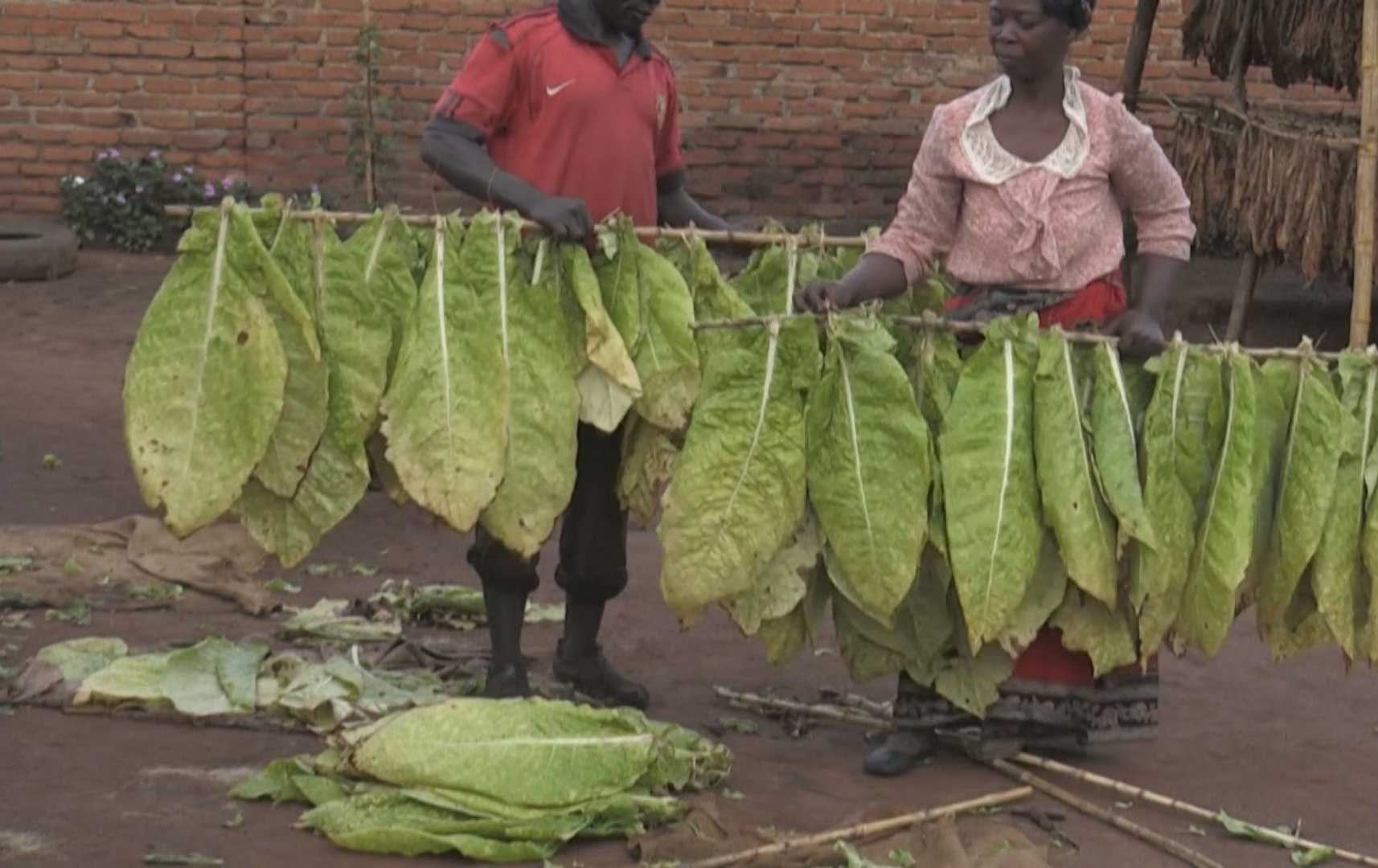 ئەفریقا؛ چاندنی ماریوانا خەریکە شوێنی تووتن دەگرێتەوە
