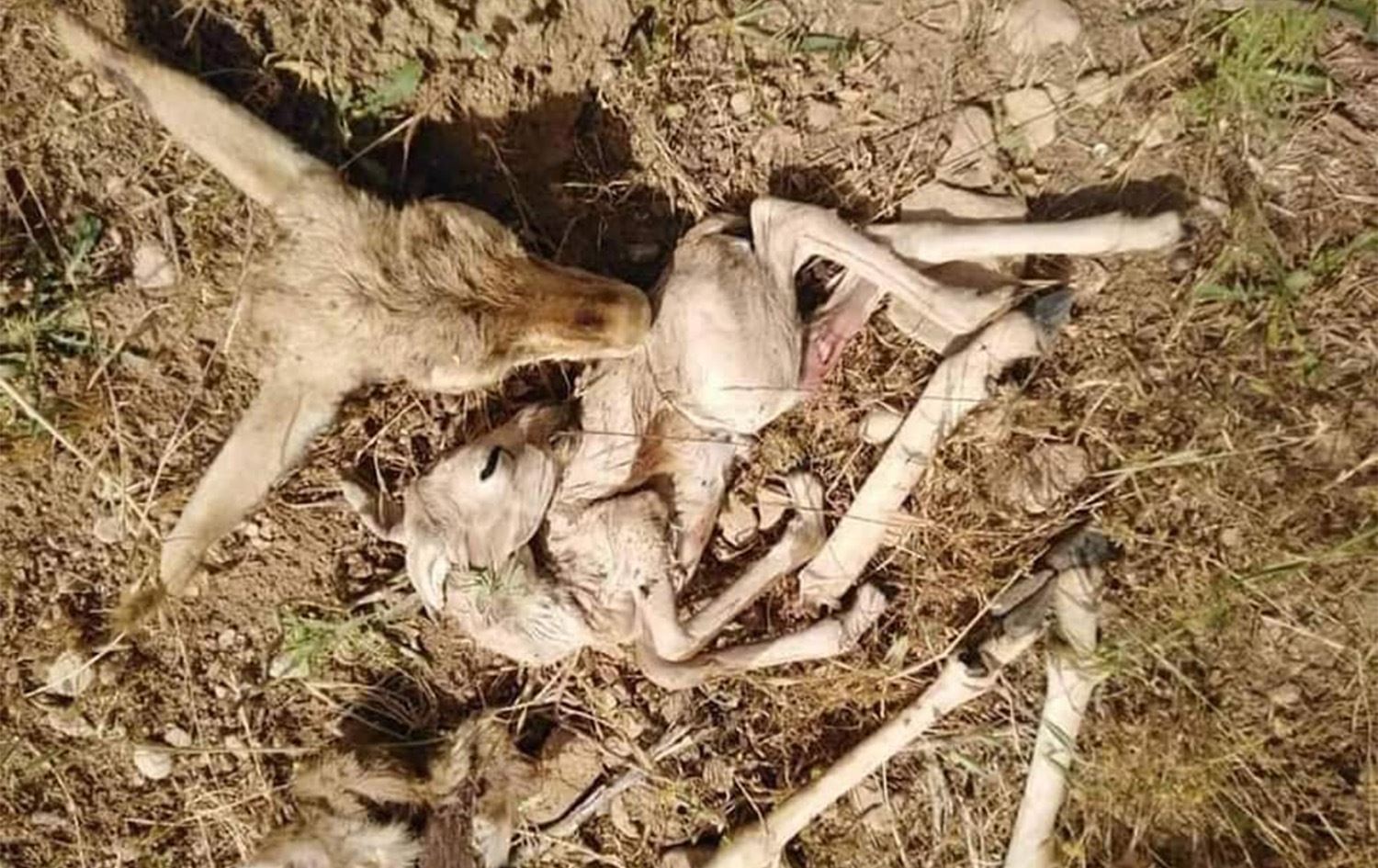 پۆلیسی دارستان و ژینگەی گەرمیان: ئەو کەسەمان دەستگیرکرد، کە ئاسکێکی کوشتبوو