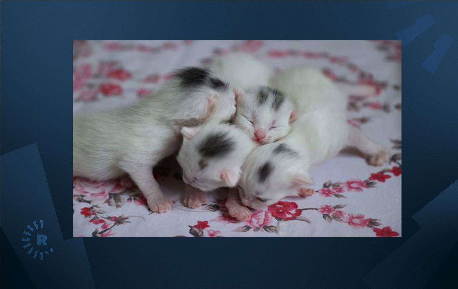 Van kedileri kafalarındaki ‘mühür’ ile diğer kedilerden ayırt edilebilecek