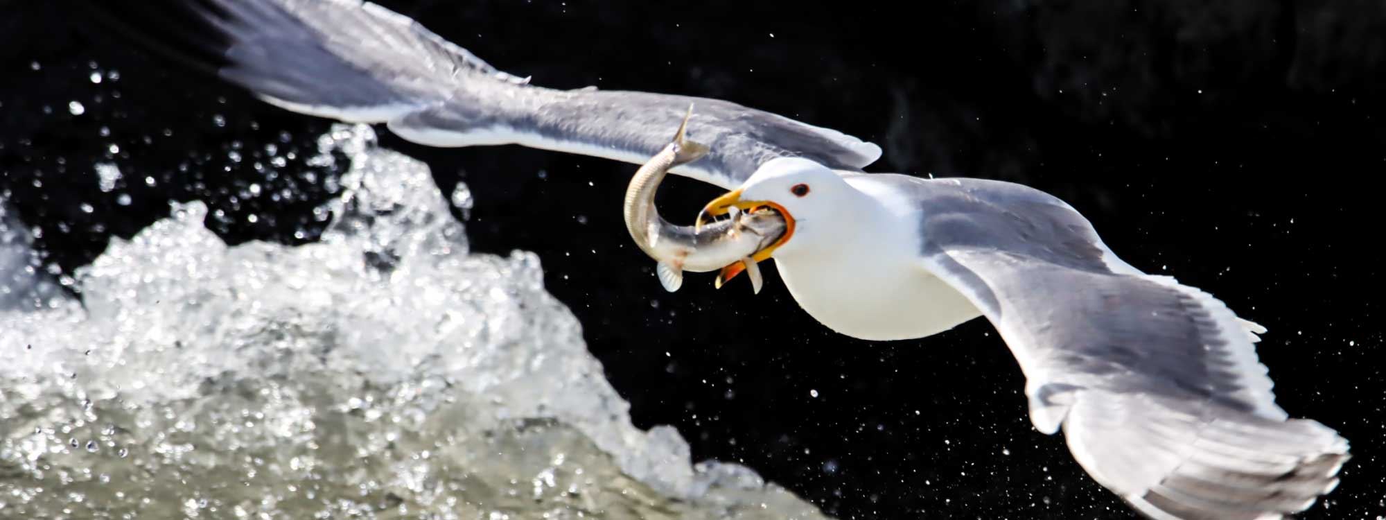 Fotoğraflarla İnci kefalinin zorlu göçü ve martılar