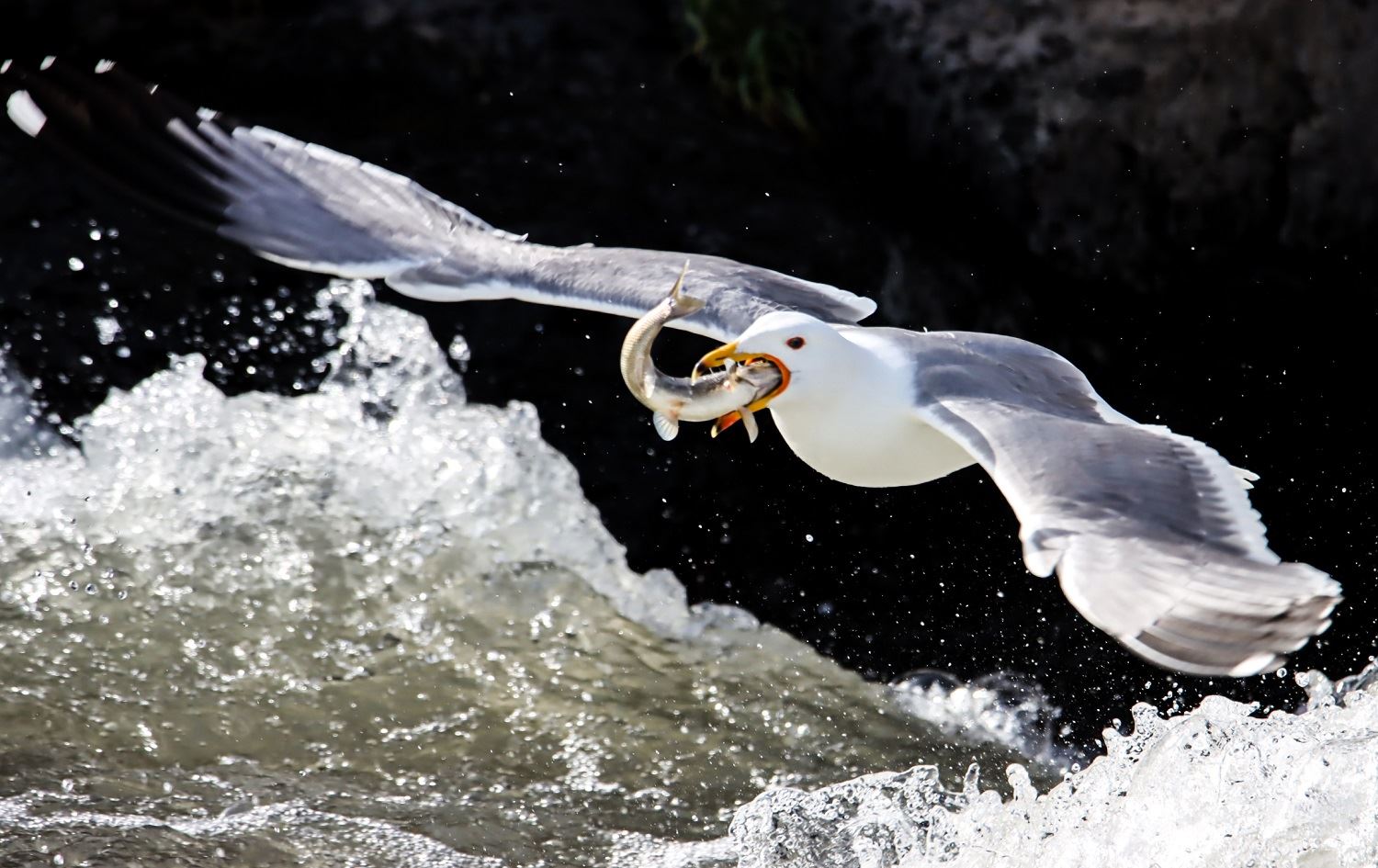 Li Gola Wanê koça masiyan destpê kir