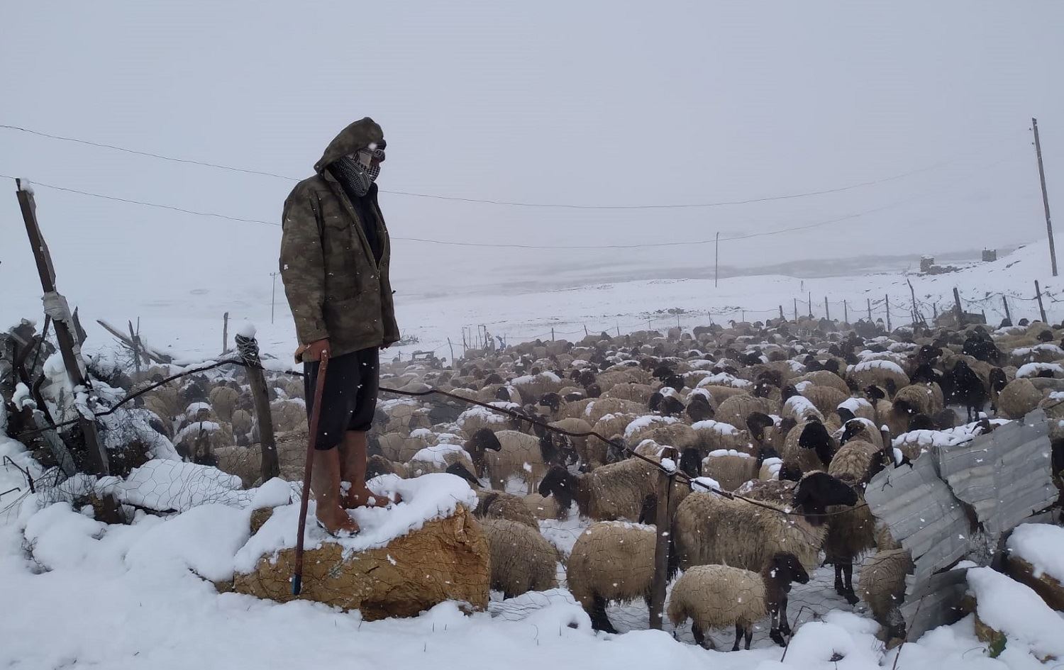 Koçer ji ber berfê li Zozanên Feraşînê asê man