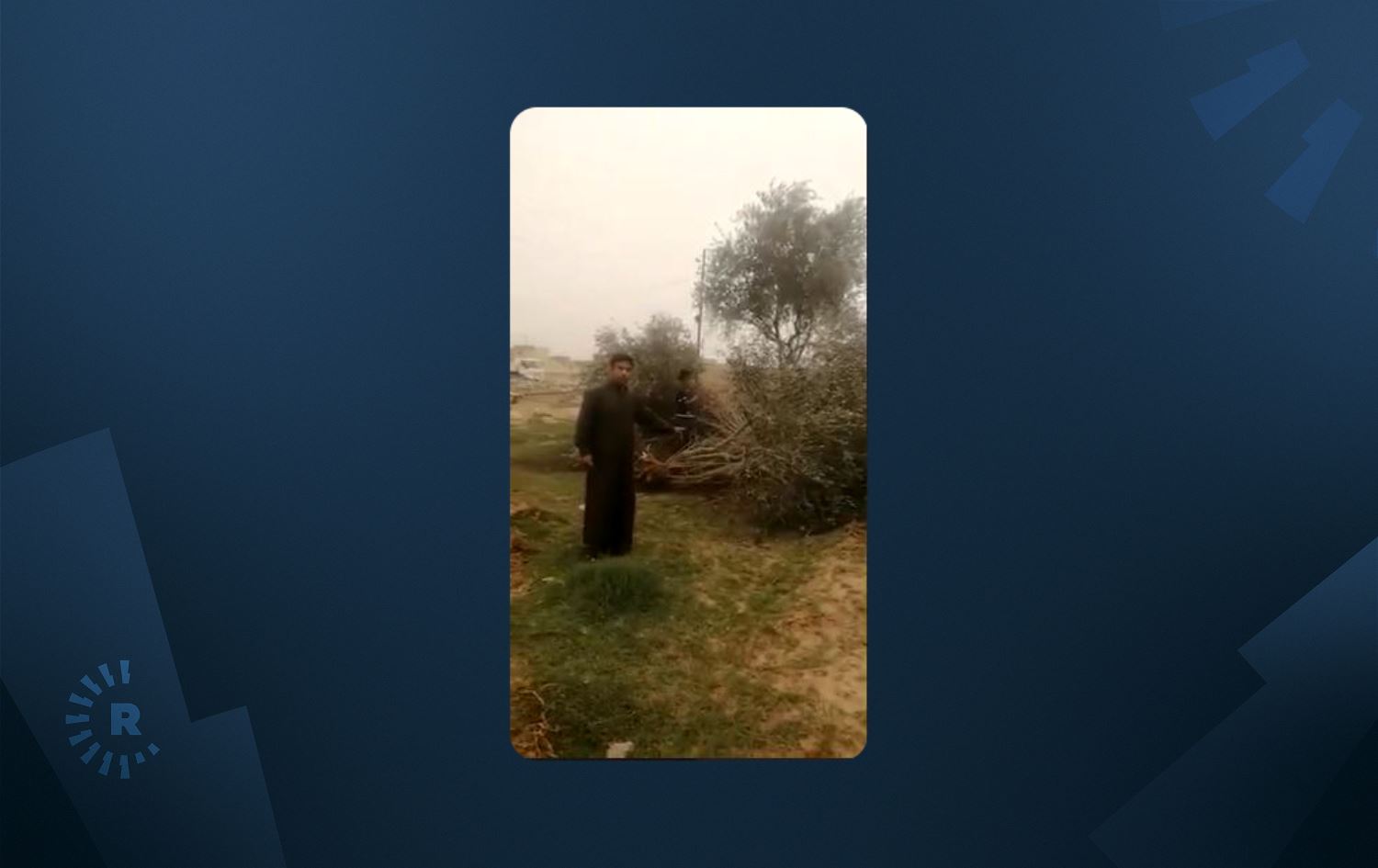 بەڕێوەبەری کشتوکاڵی کەرکووک: نزیکەی 500 داری زەیتوون هەڵکەندران