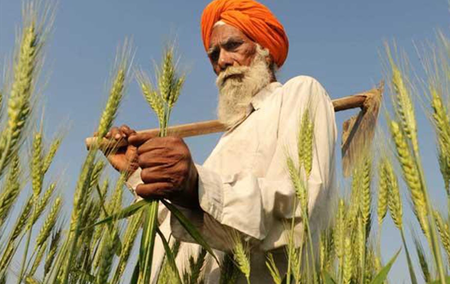 Hindistan buğday ihracatını yasakladı