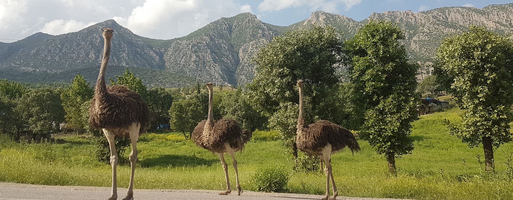 بەخێوکردنی نەعامە لە گوندێکی دێرەلووک