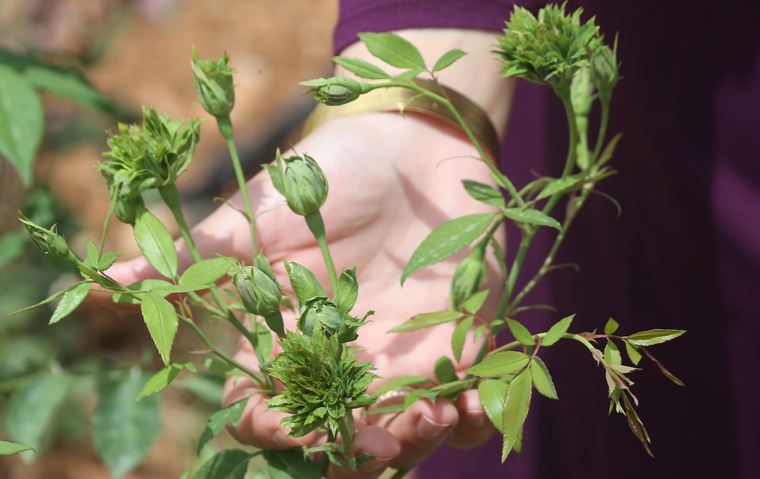 Gula Kesk tenê li Xelfetiyê şîn dibe