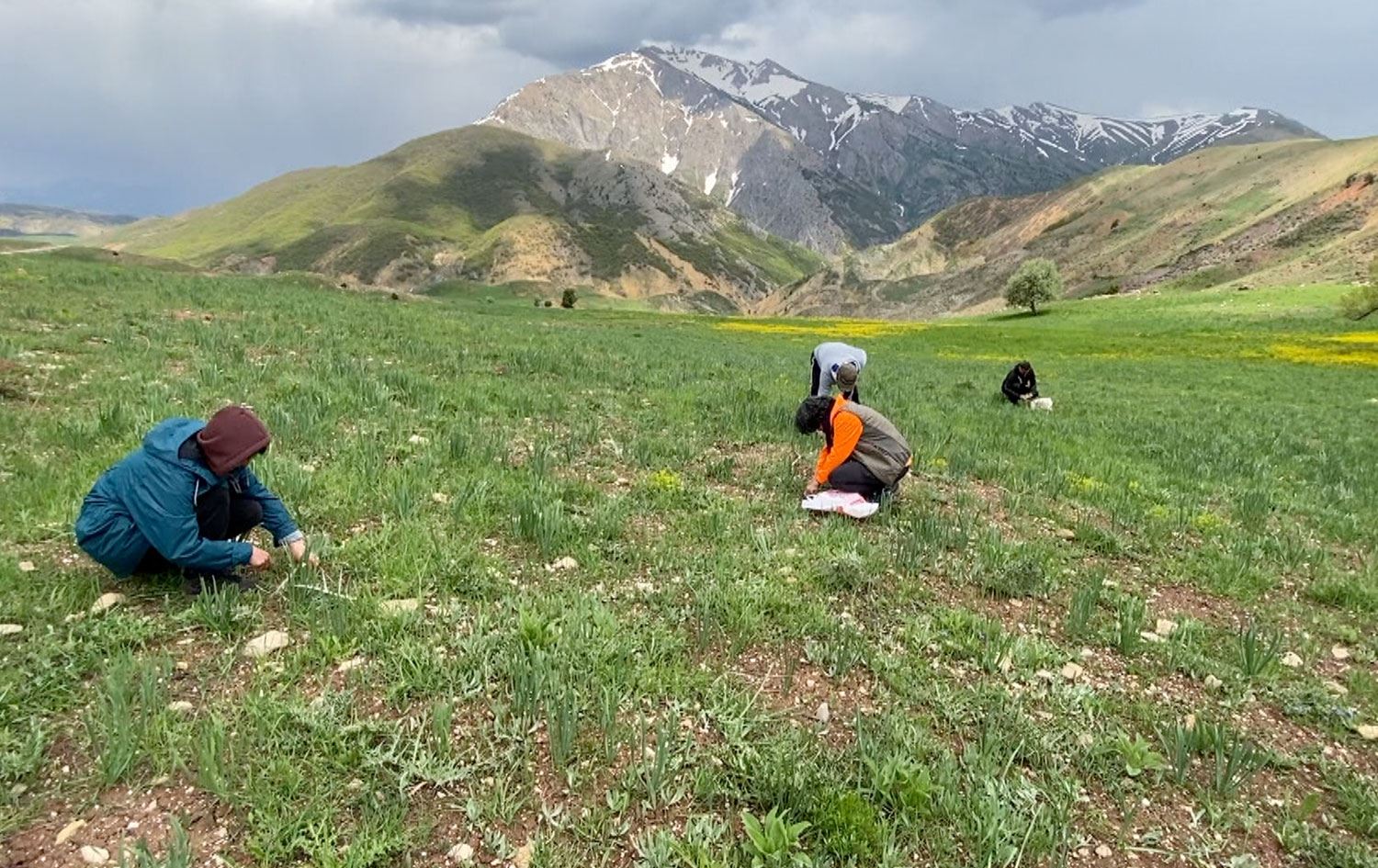 DERSİM: Doğaseverler dağlara çıkıp pancar ve şifalı ot topladı