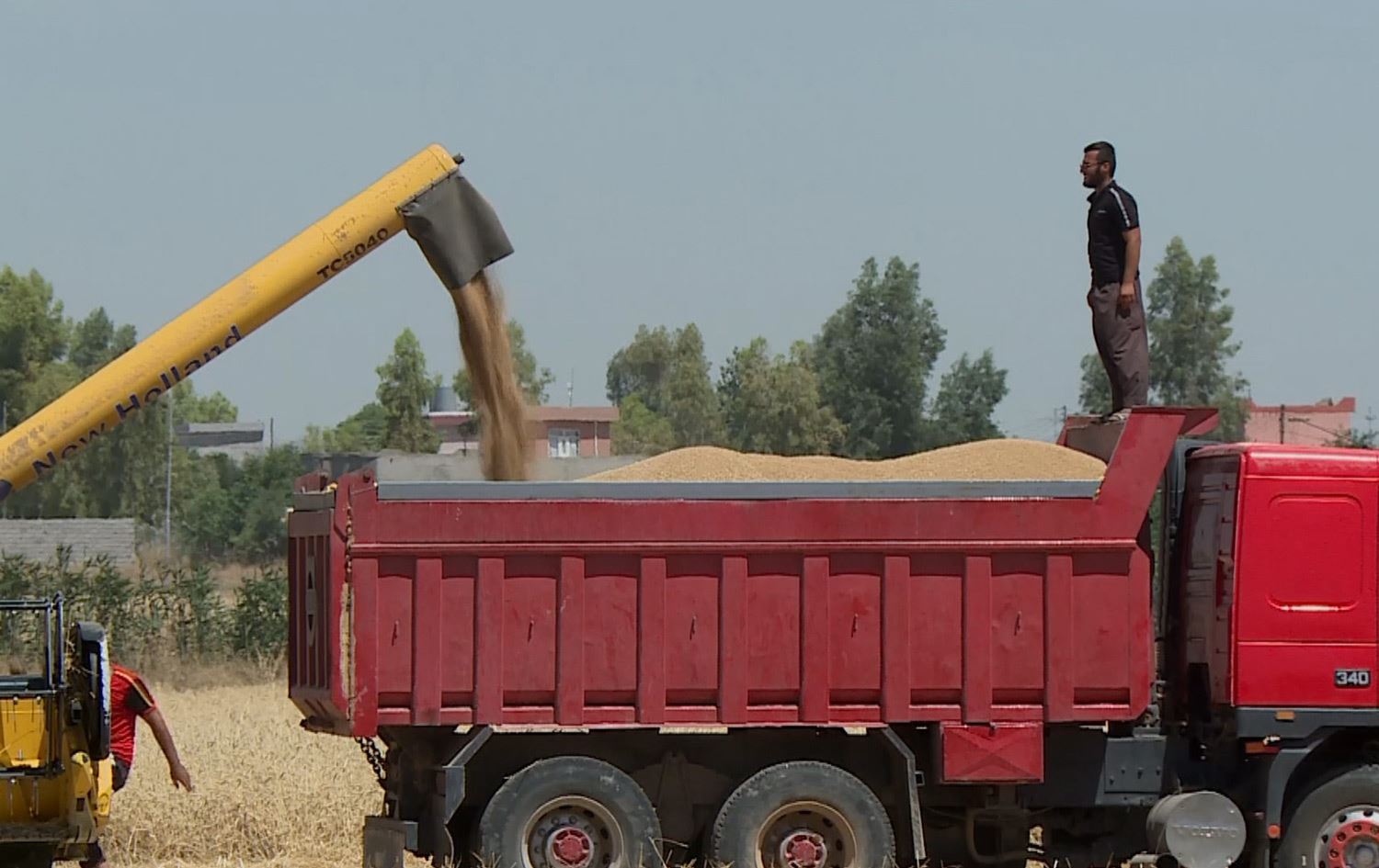 بەشێك لە جووتیارانی کەرکووک لە ترسی سووتاندن، زووتر لەوادەی خۆی دەست بە دروێنەی گەنم دەکەن
