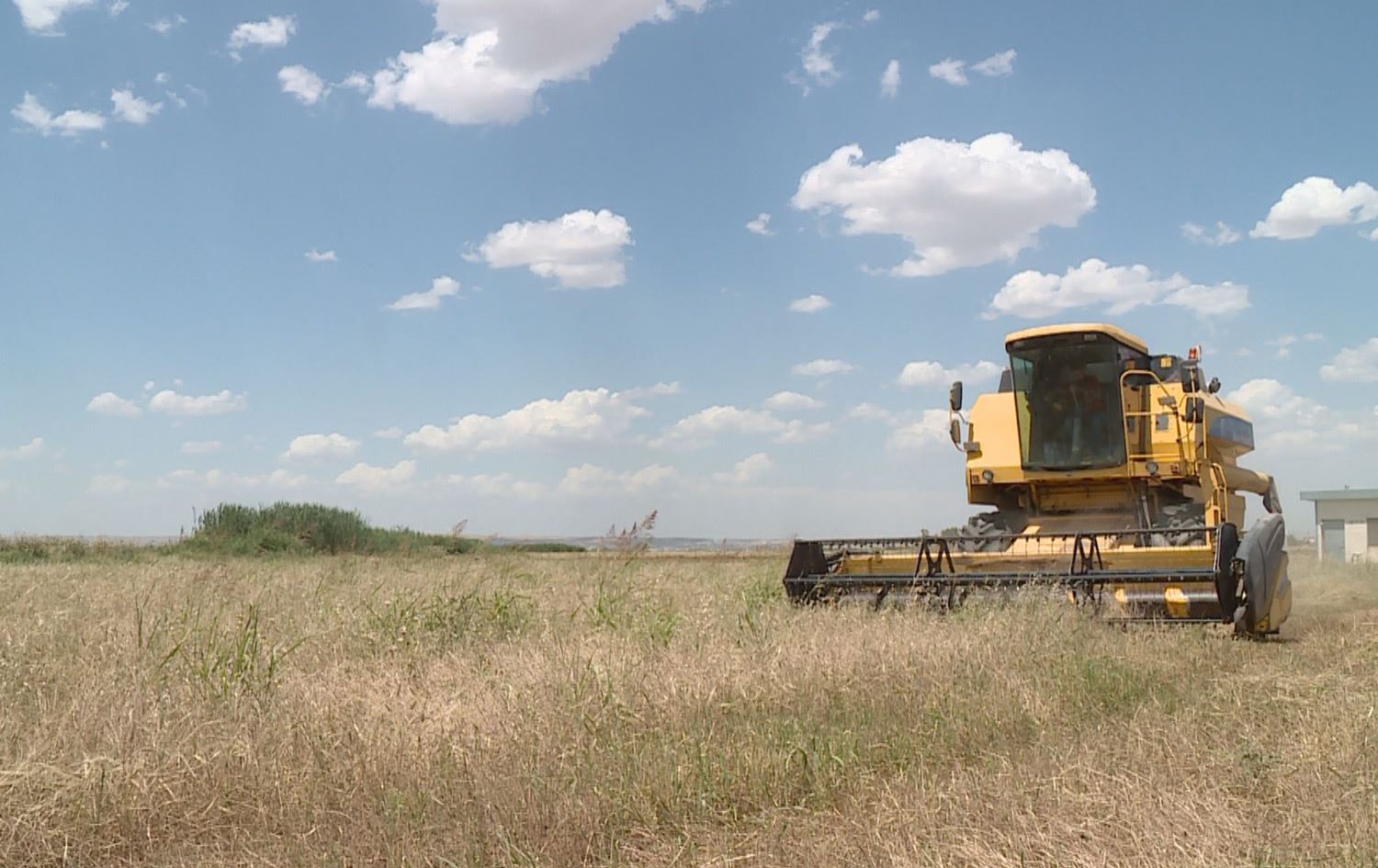 لە بازاڕەکانی هەرێمی کوردستان گەنم کەمبووەتەوە و نرخی گران بووە