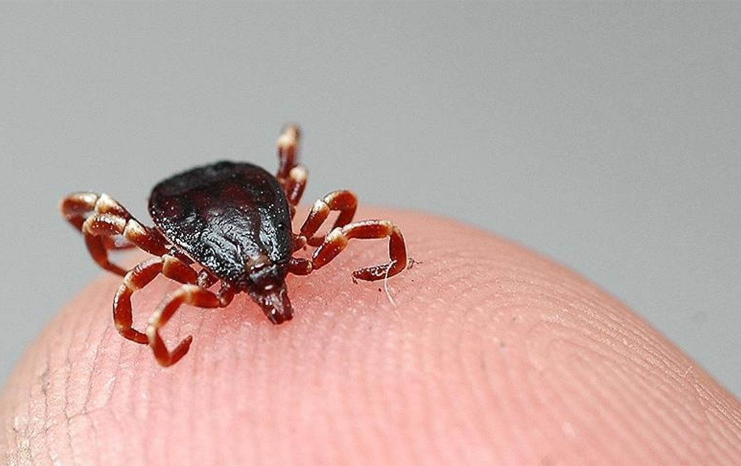 Li Meletiyê şivanê ku qijnikê ew gez kir, jiyana xwe ji dest da