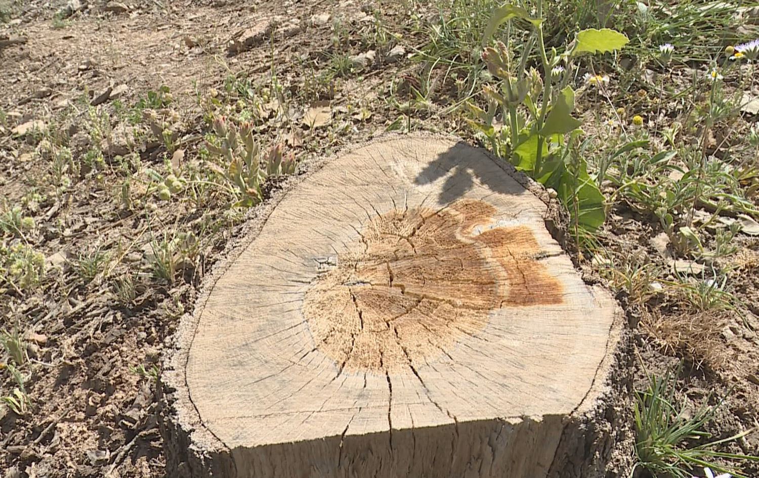 لە سنووری باسرمە 1000 داربەڕوو دەبڕدرێنەوە؛ تەمەنیان لەنێوان 30 بۆ 200 ساڵە