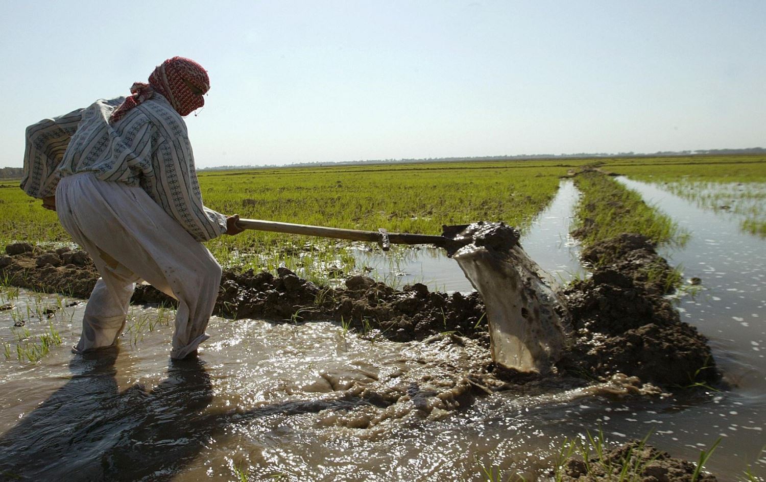 لە واست بەرهەمهێنانی برنج لە 30 هەزار تۆنی ساڵانەوە بۆ سفر دادەبەزێت