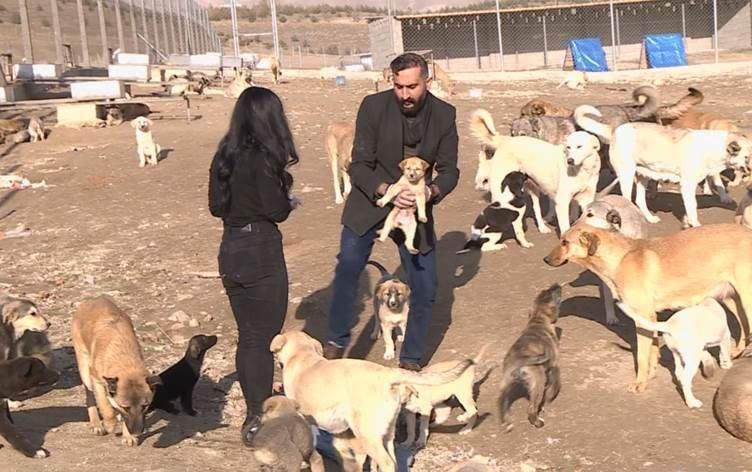شارەوانیی سلێمانی: بۆ دەستپێکردنەوە بە کۆکردنەوەی سەگی بێلانە چاوەڕێی بودجەین