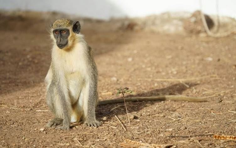 ‘Meymûn nikarin bikevin Neynewayê’