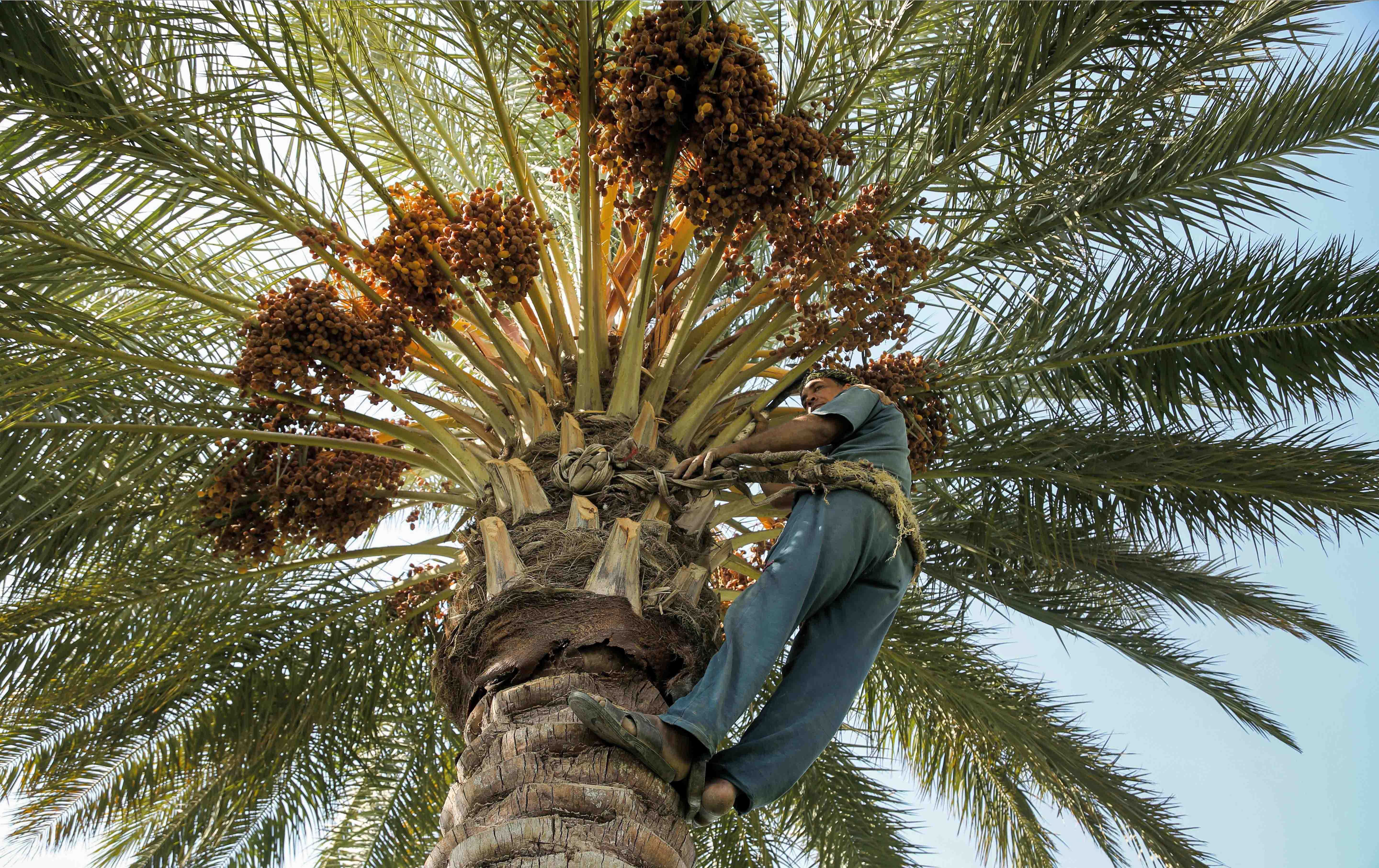بەڕێوەبەری کشتوکاڵی واست: نەخۆشی لەنێو کێڵگەکانی خورما بڵاوبووەتەوە