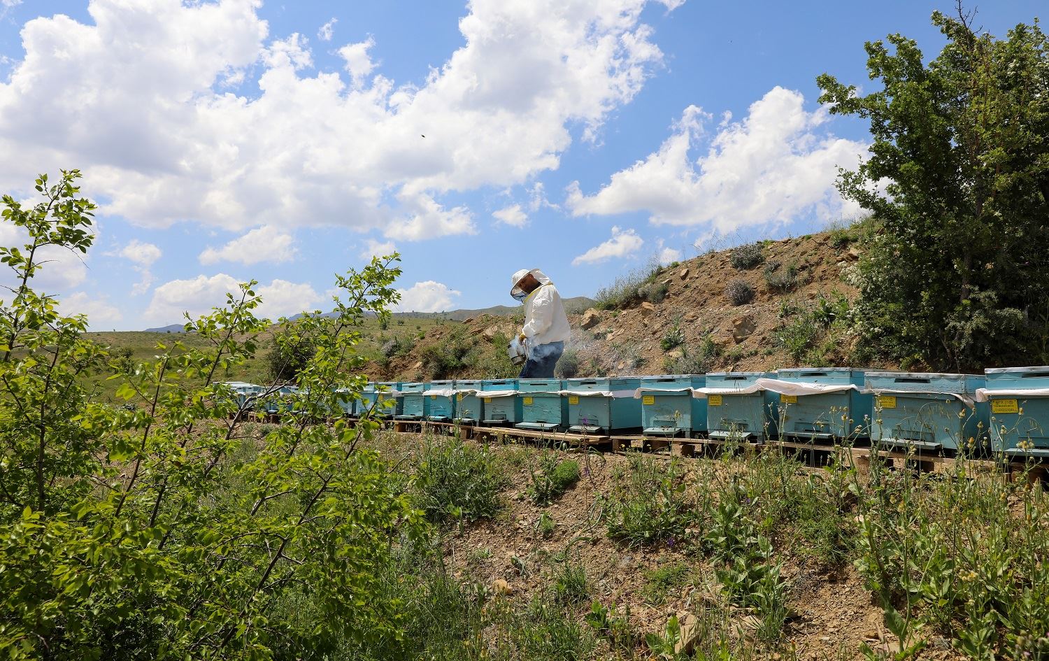 Li Bakurê Kurdistanê daristanên ji bo xwedîkirina mêşên hingiv têne çandin