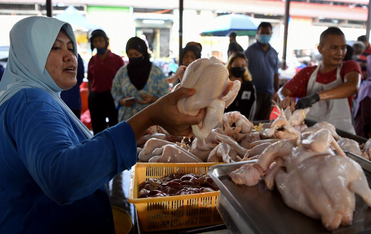 جەنگی ئۆکراینا، مالیزیا ناچار بە وەستاندنی هەناردەکردنی مریشک دەکات