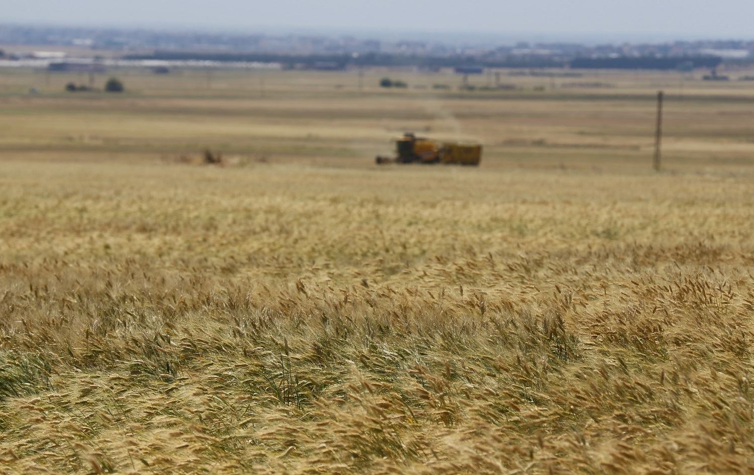 Li Mêrdînê tê çaverêkirin 1,5 milyon ton genim bê berhemanîn