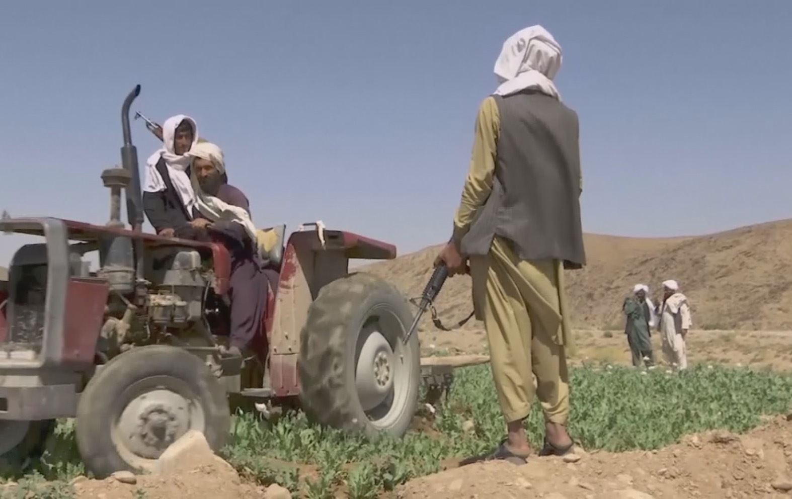 تاڵیبان دەست بە ریشەکێشکردنی کێڵگەکانی حەشیش و تلیاک دەکات