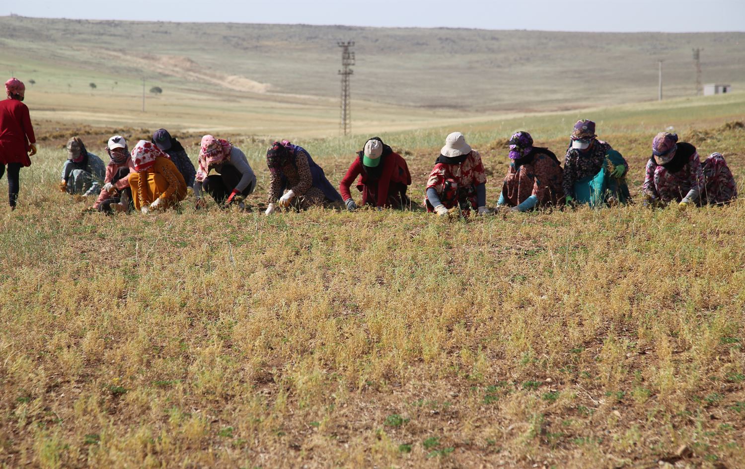 Jinên Rihayê ji ber hişkesaliyê nîskan bi destan diçinin