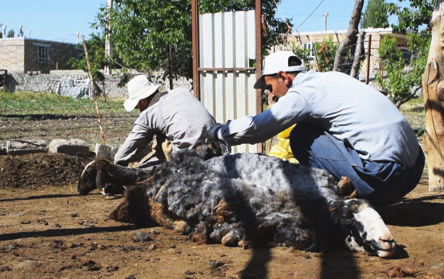 لە رۆژهەڵاتی کوردستان وەرزی مەڕ بڕینەوەی ئاژەڵداران دەستیپێکرد