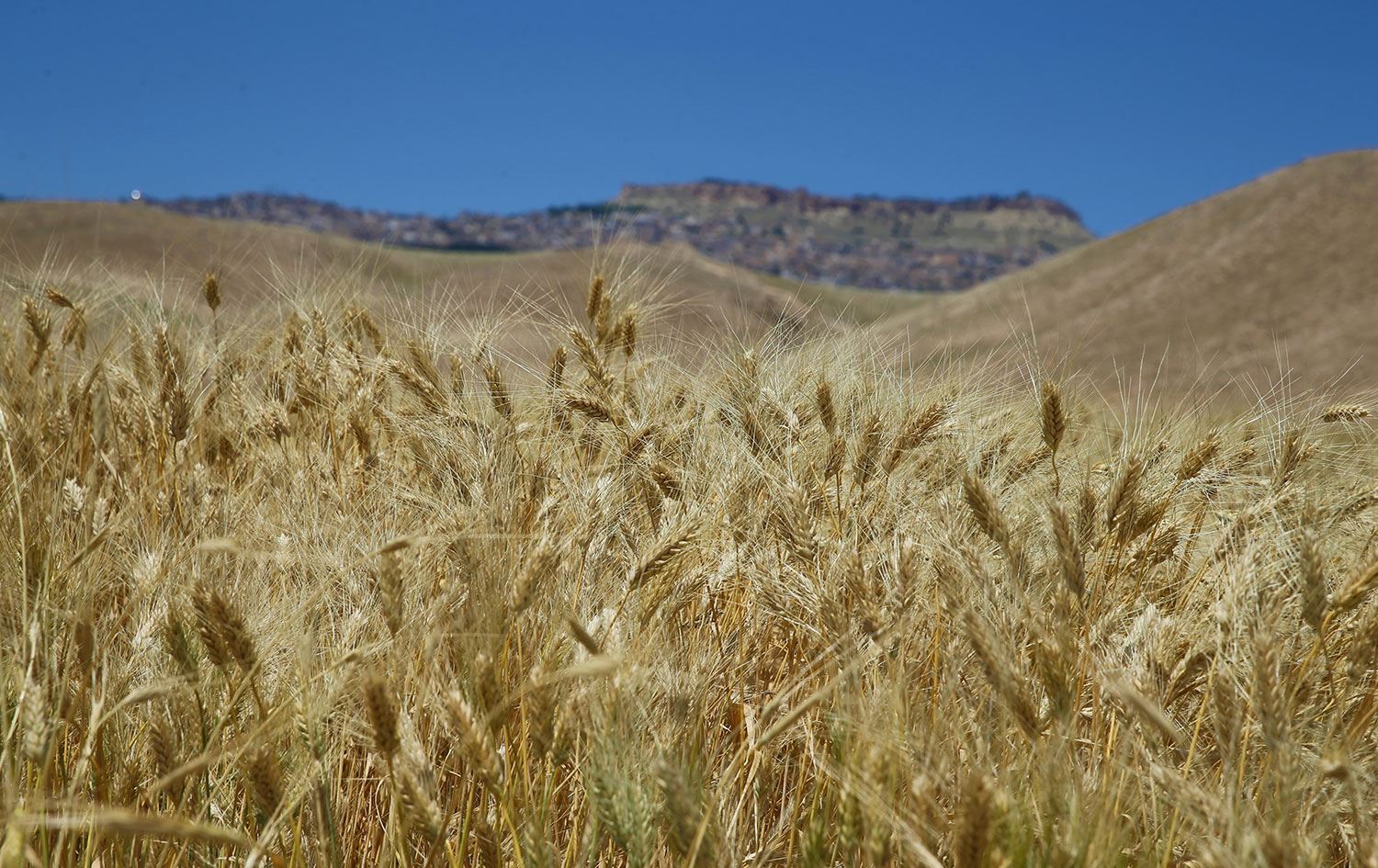Afrika Birliği: Ukrayna-Rusya savaşı nedeniyle kıtada kıtlık başlayacak