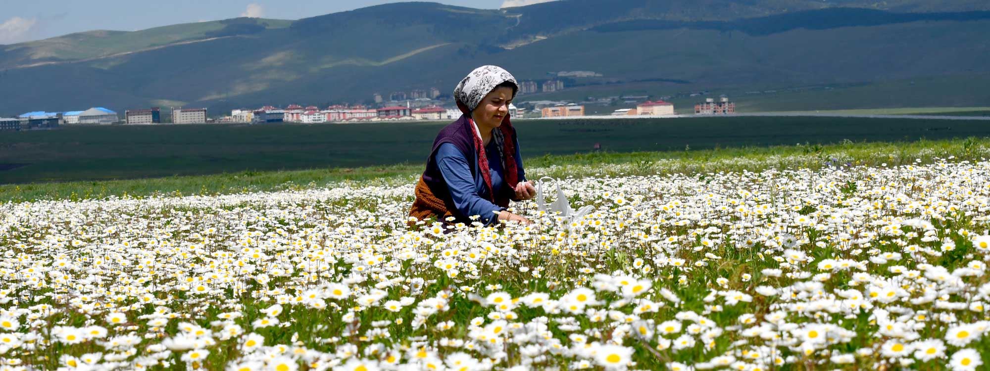 Fotoğraflarla Kars-Sarıkamış'ın rengarenk tabiatı