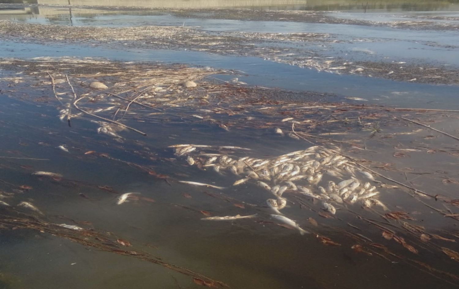Masiyên Gola Wanê di rêya koça hêkkirinê de ji bêavî mirar bûn