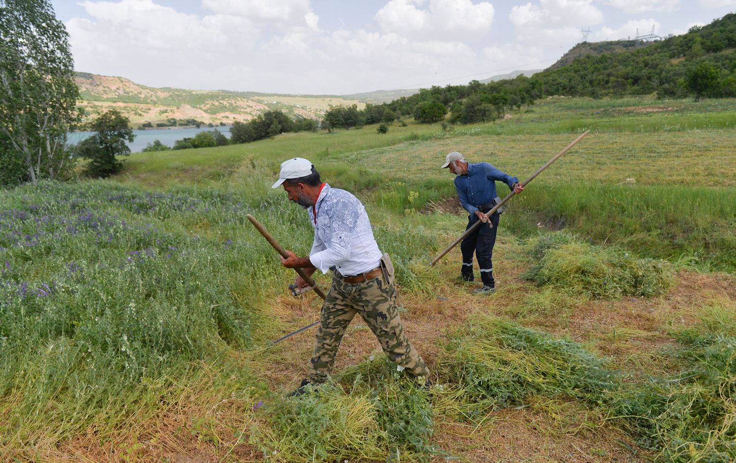 DERSİM- Tırpancıların köylerde ot biçme mesaisi başladı