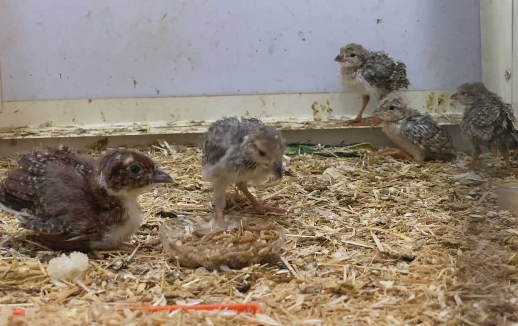 گەنجێکی زاخۆیی لە دوو ساڵدا 500 کەو بەرهەمدەهێنێت