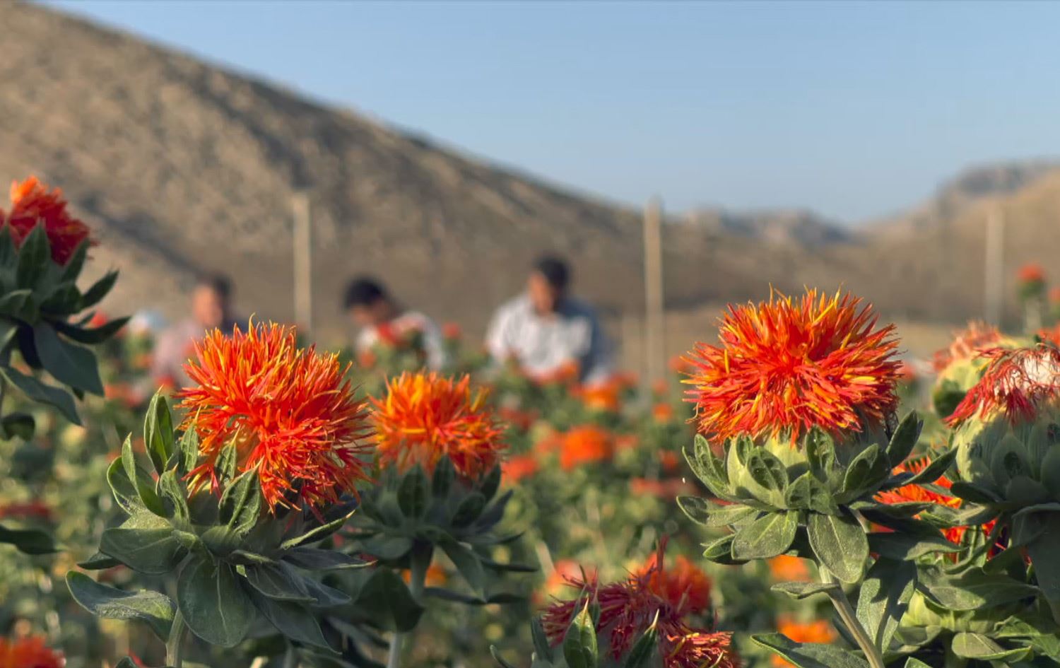لە چوارقوڕنە جووتیارێک لە دۆنمێک زەویدا گوڵی کاکڵی بەرهەمدەهێنێت