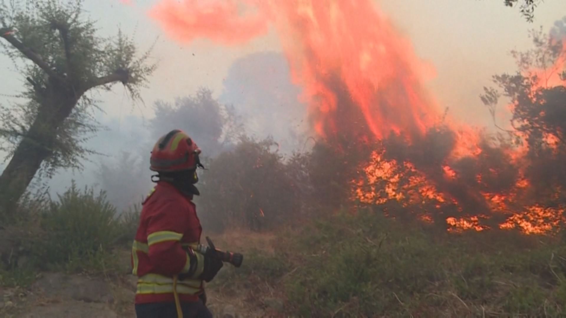 حکومەتی پورتوگال بەشێک لە داری دارستانەکانی وڵاتەکەی دەبڕێتەوە