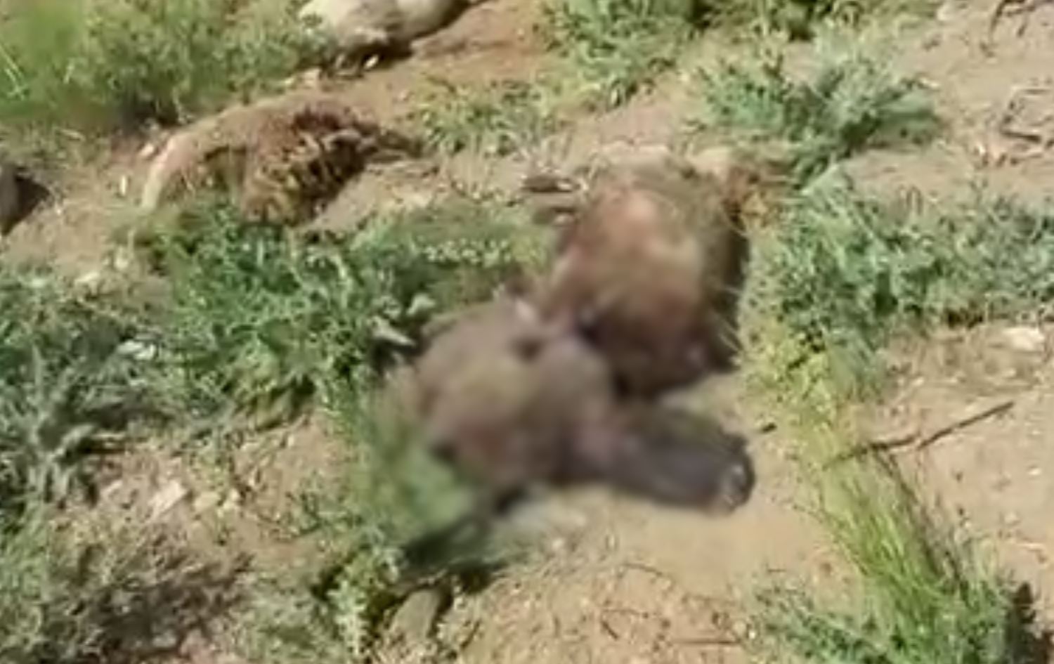 لە باڵەکایەتی چەند کەسێک هەڵدەکوتنە سەر مەڕدارێک و 32 سەر مەڕ دەکوژن