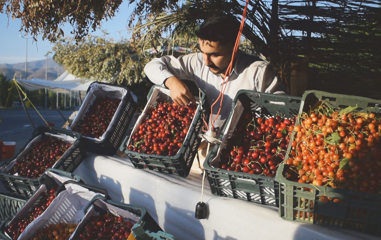 پێشبینی دەکرێت باخەکانی شاری شنۆ زیاتر لە 4000 تۆن گێلاس بەرهەمیان هەبێت