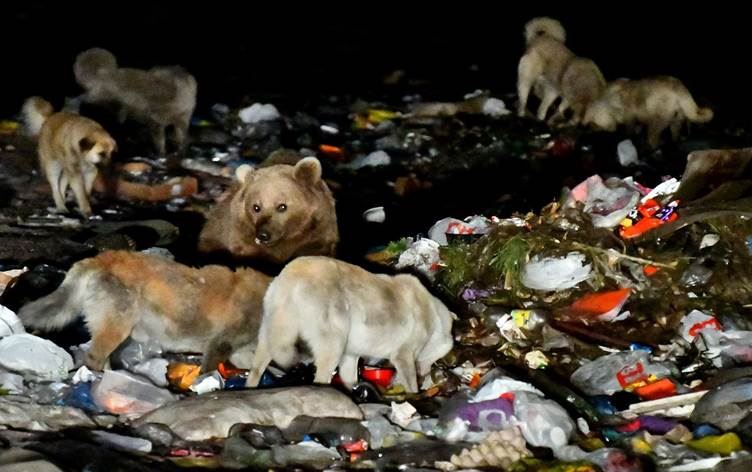 KARS – Ayılarla köpeklerin çöplük mücadelesi kameraya yansıdı