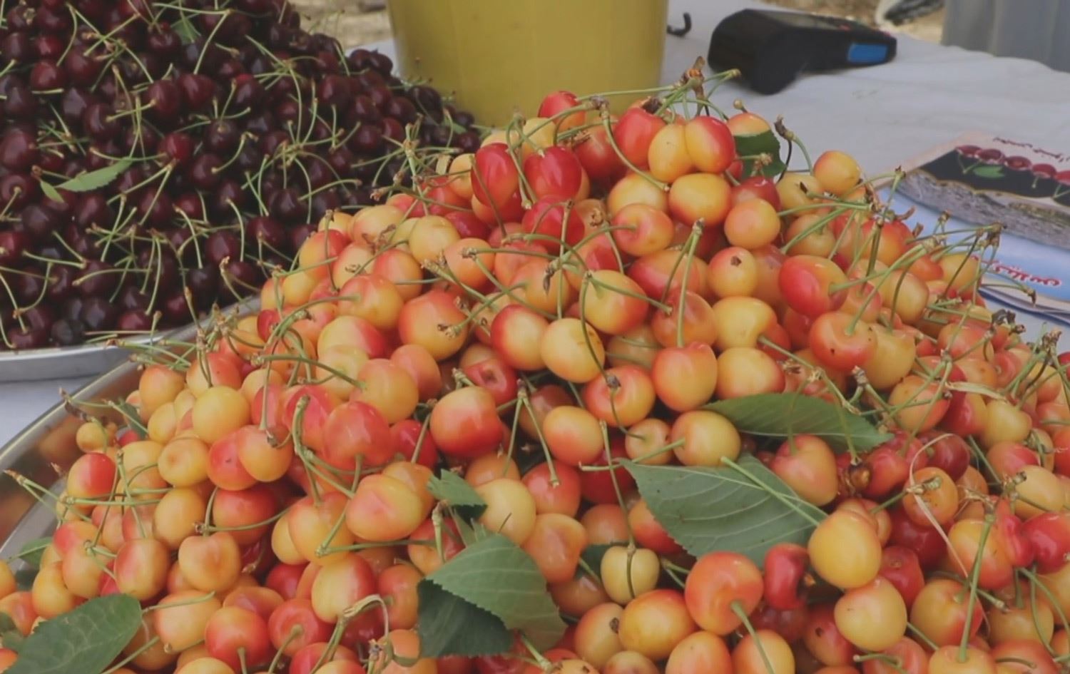 لە شنۆ پێنجەمین فیستیڤاڵی ساڵانەی گێلاس بەڕێوەدەچێت