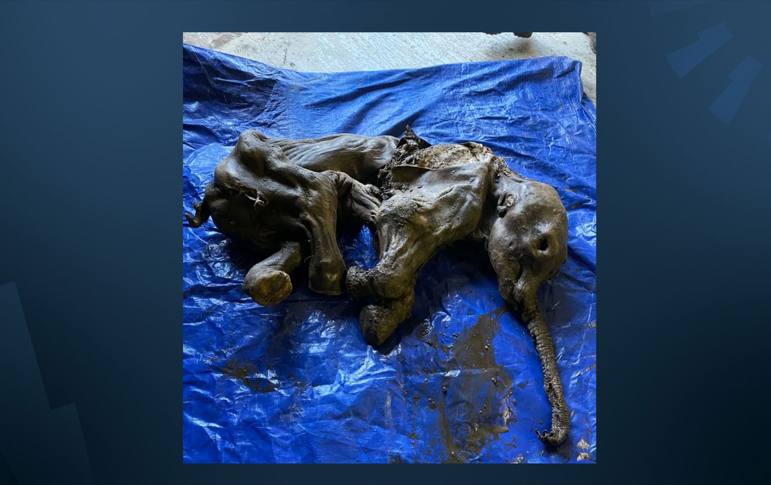 30 bin yıllık bozulmamış yavru mamut bulundu