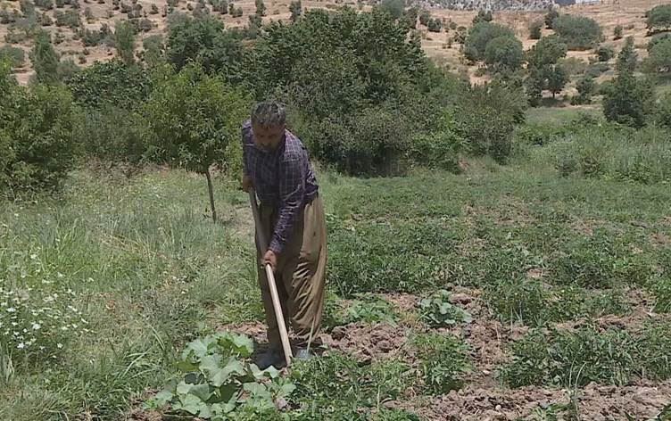 Li Amêdiyê cotkar bi tirs diçin nav zeviyên xwe