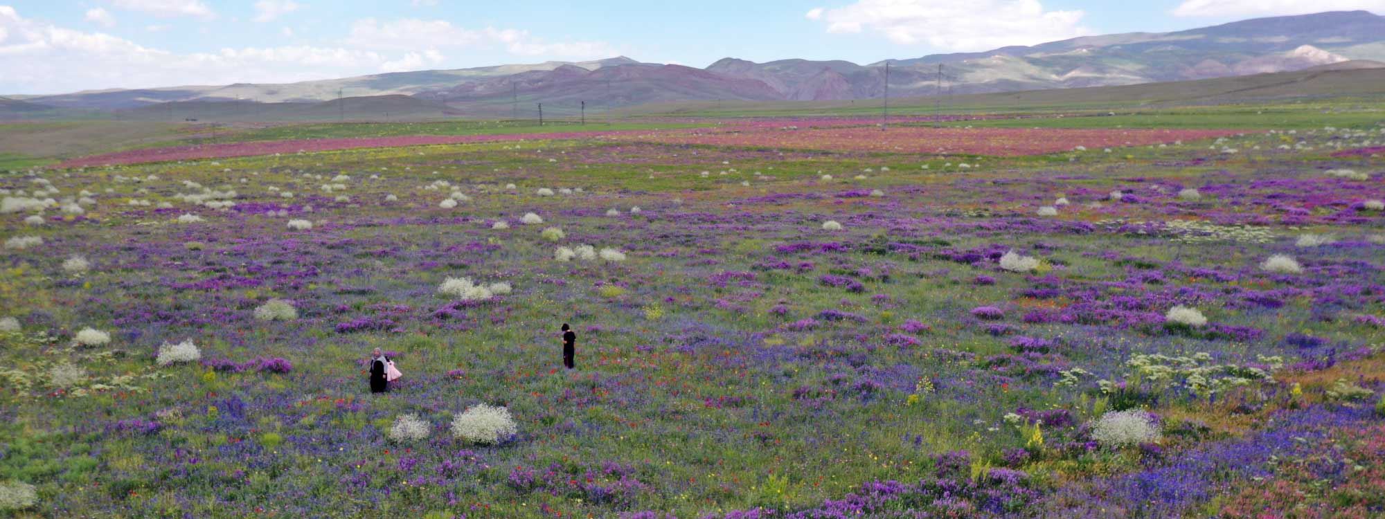 FOTO- Ağrı'da dağlar ve tarlalar çiçeklerle kaplandı