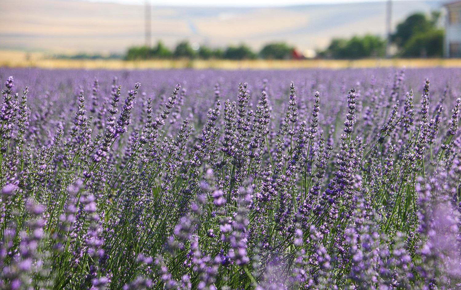 Li Sêrtê kulîlka lewento hat çandin